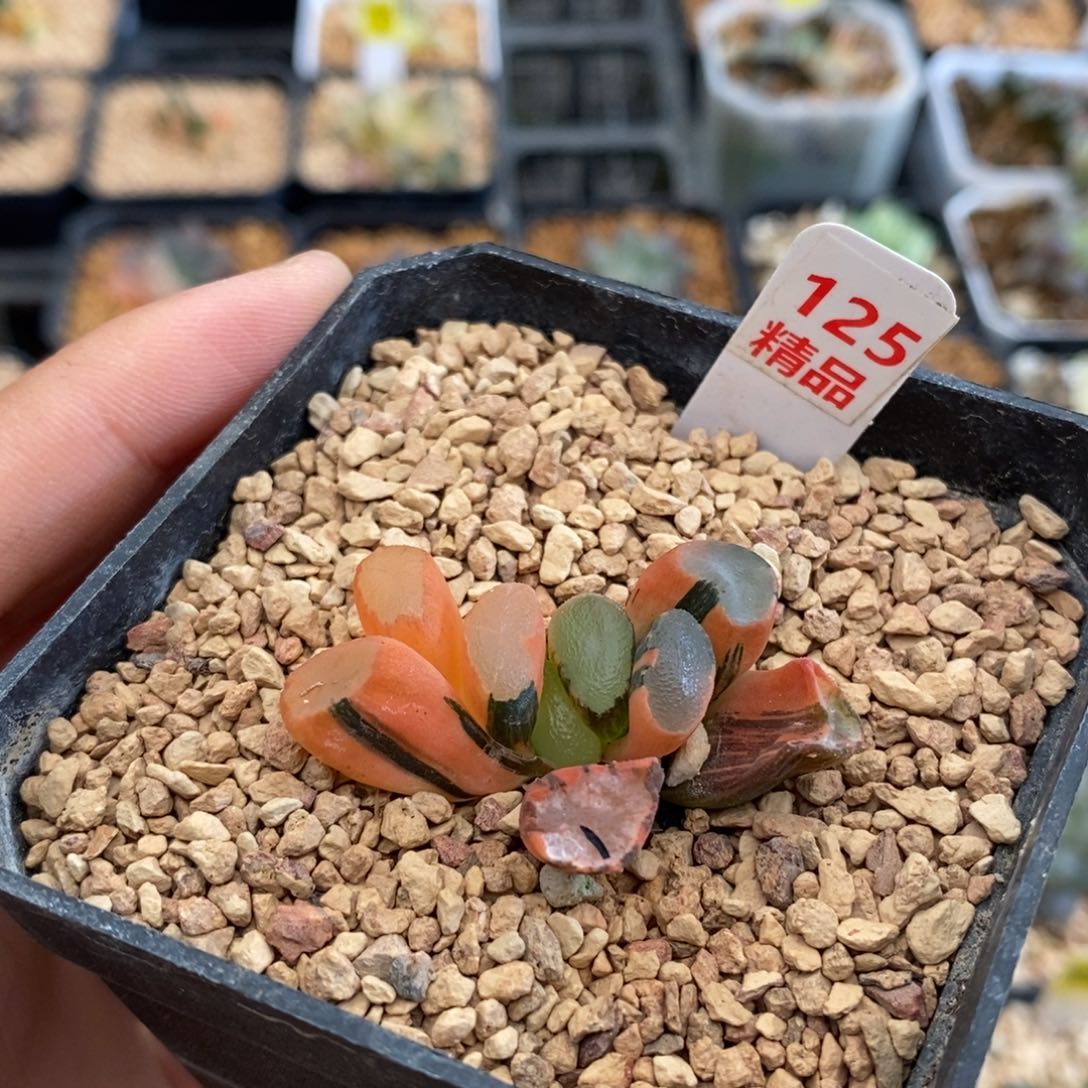 125透镜万象多肉植物