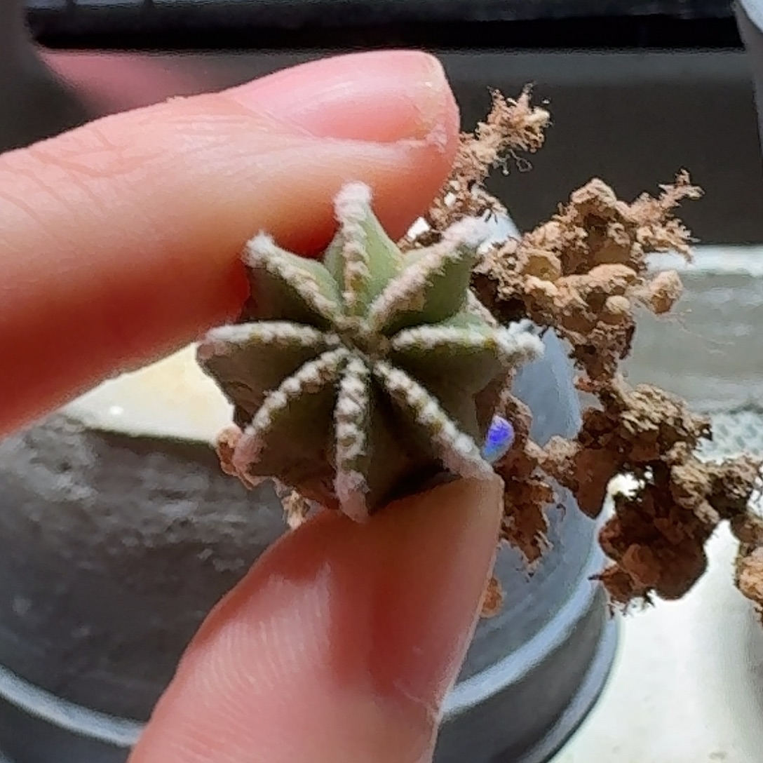 317实生辛顿花笼哈哈哈