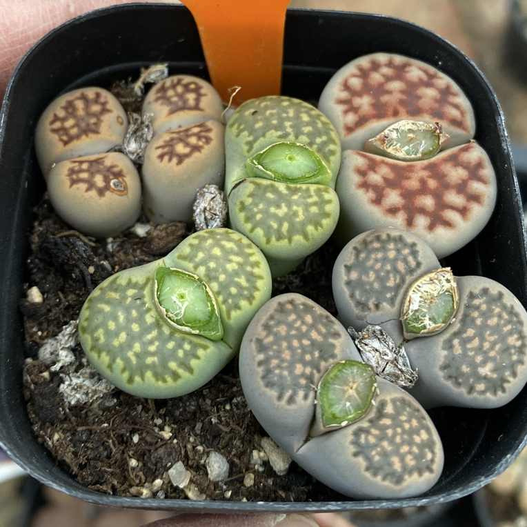 522菊文章绿福来红窗李夫人一物一拍整盆发货6.5cm盆