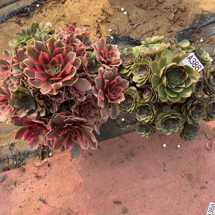 组合2颗多肉植物388.