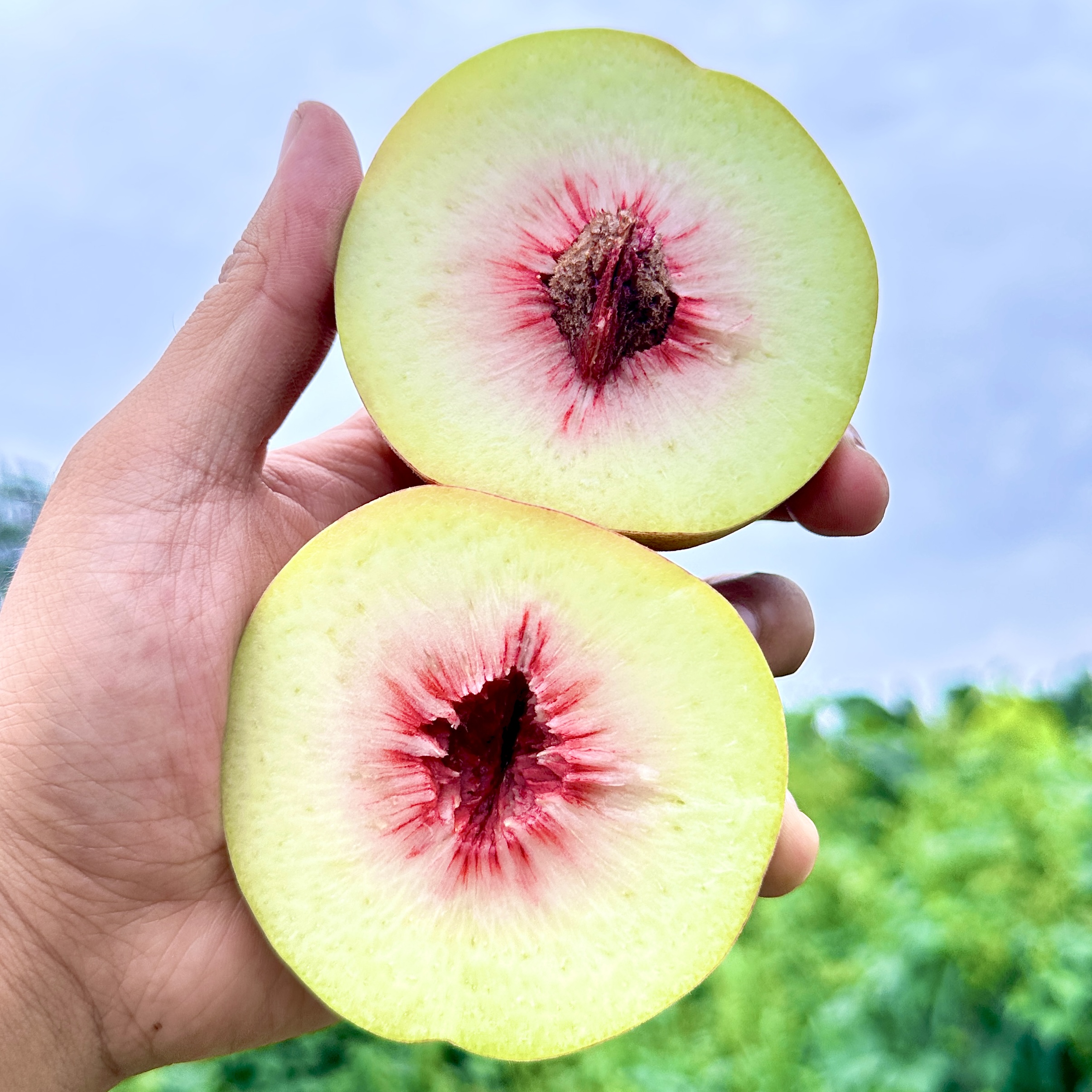 【山东青州脆蜜桃】秋季晚熟脆蜜桃 现摘现发