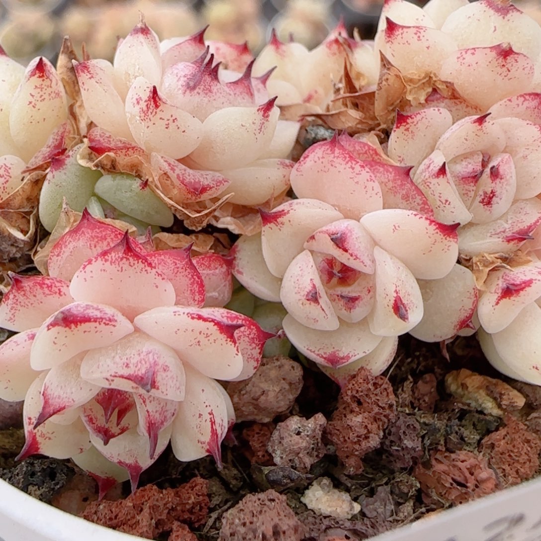 花语多肉1224-403魔仙散