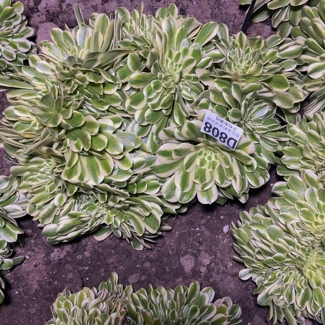 法师法师16-14包邮法师