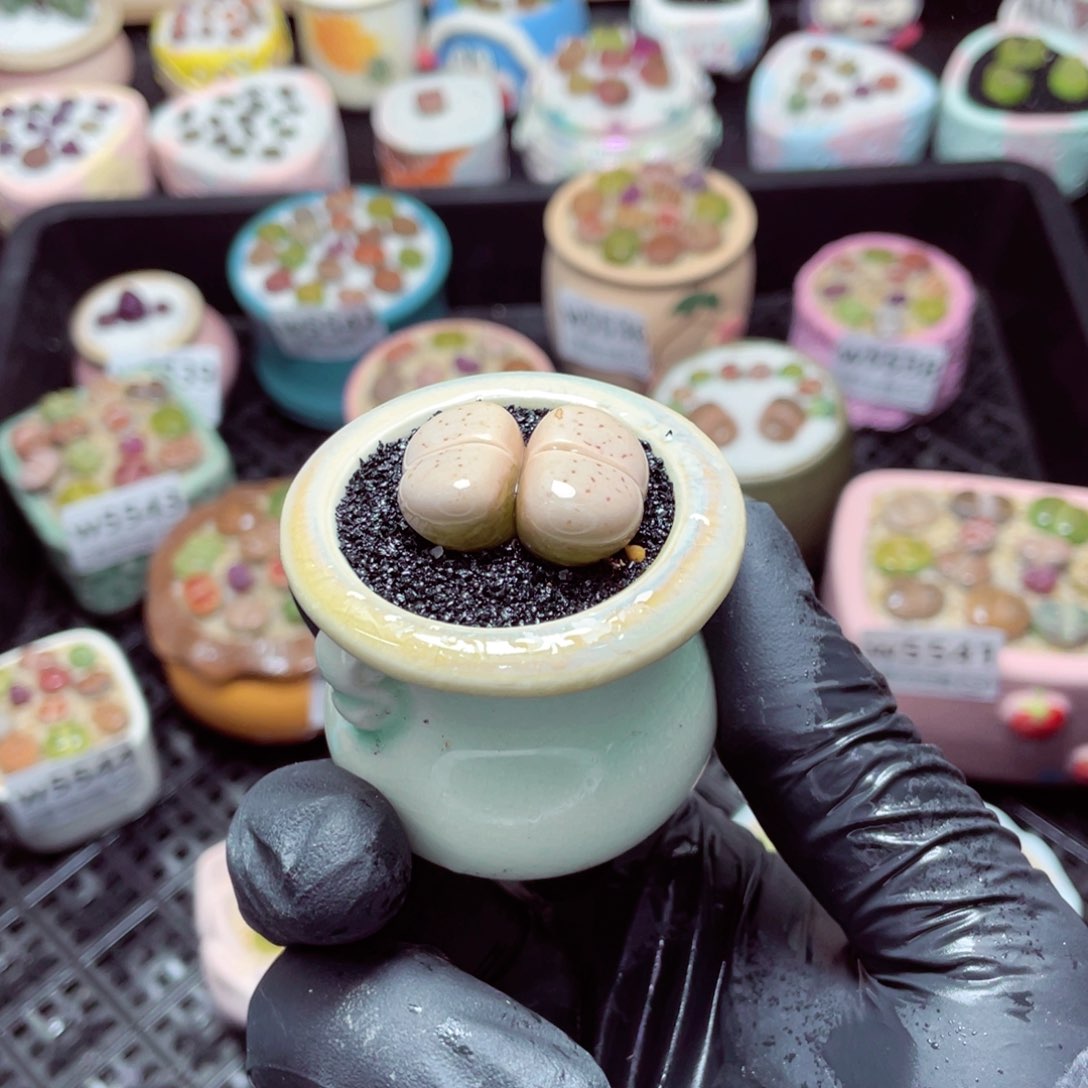 w5546--带盆土发货，零下地区拍保温箱