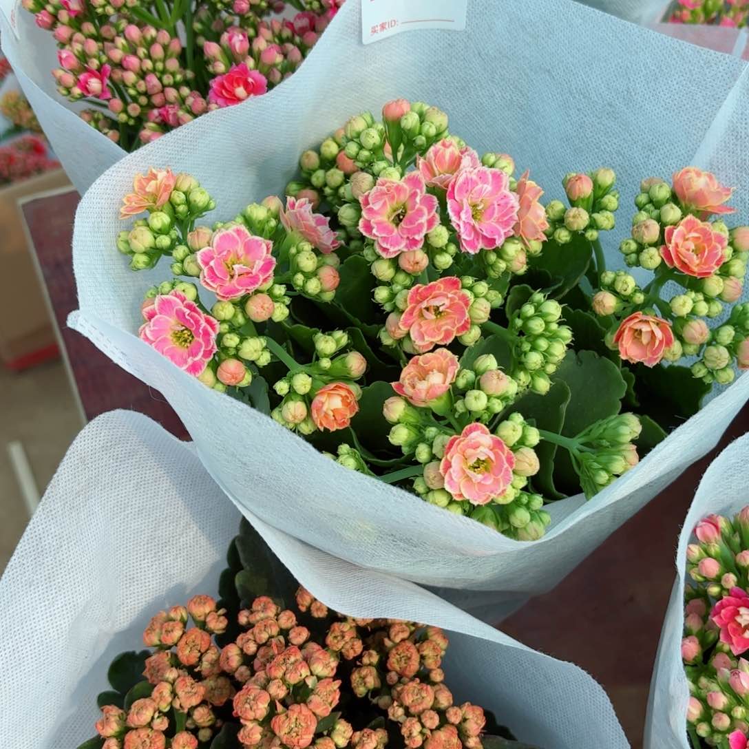 65-78-79三颗长寿花