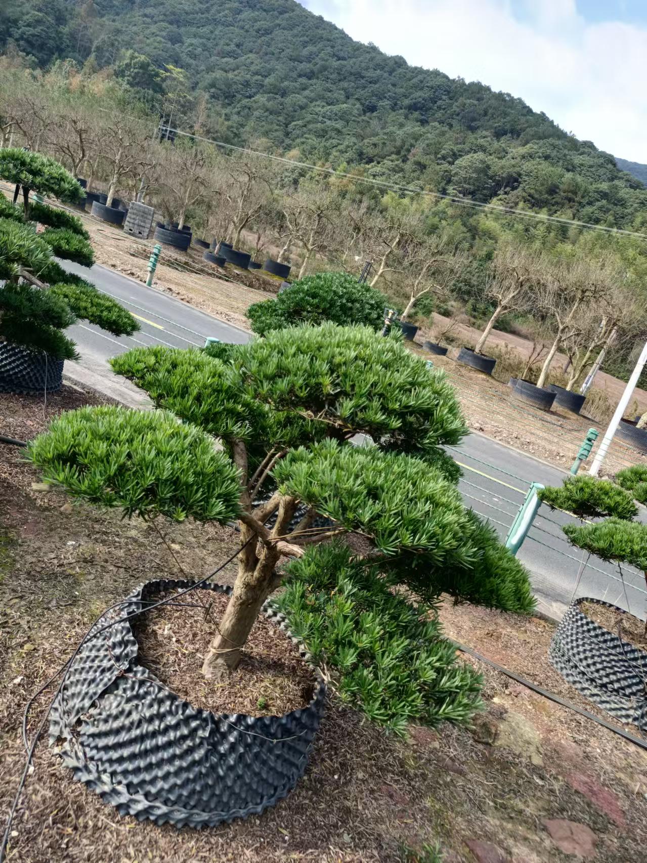 罗汉松造型盆景地景造型美观一物一拍