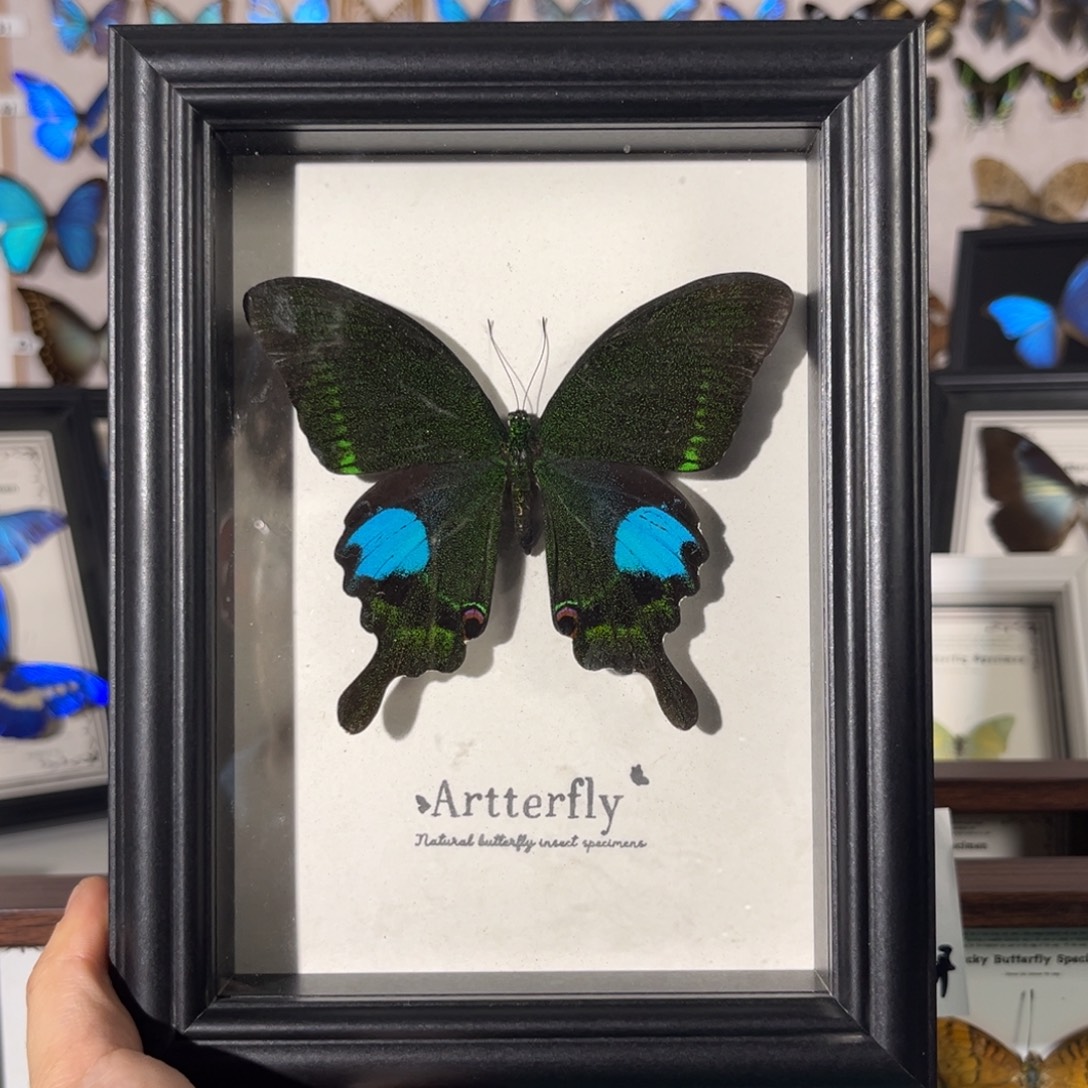 横款巴黎翠峰蝶7寸