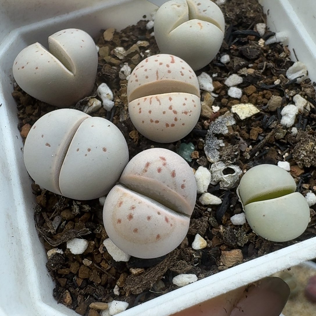 482多肉哈哈哈哈哈哈哈