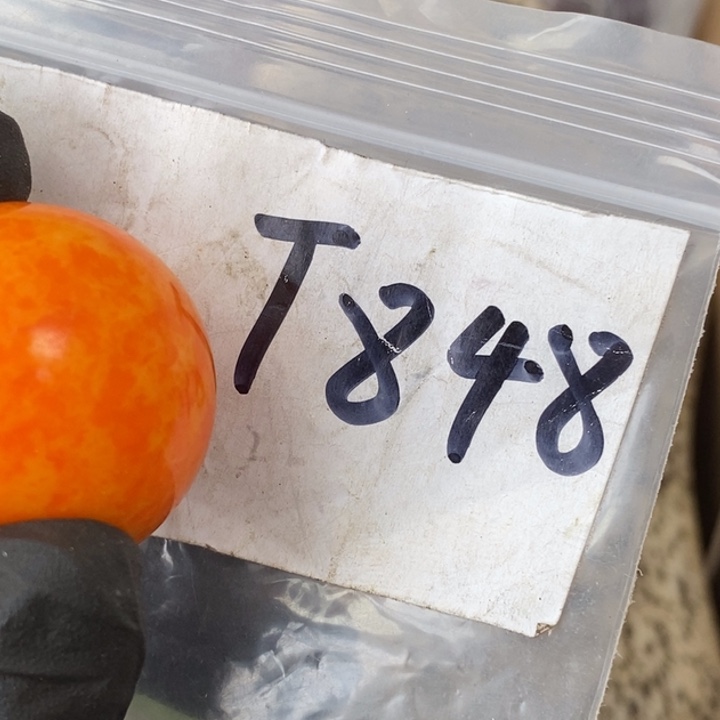 周***周金属德宝文玩专属链接