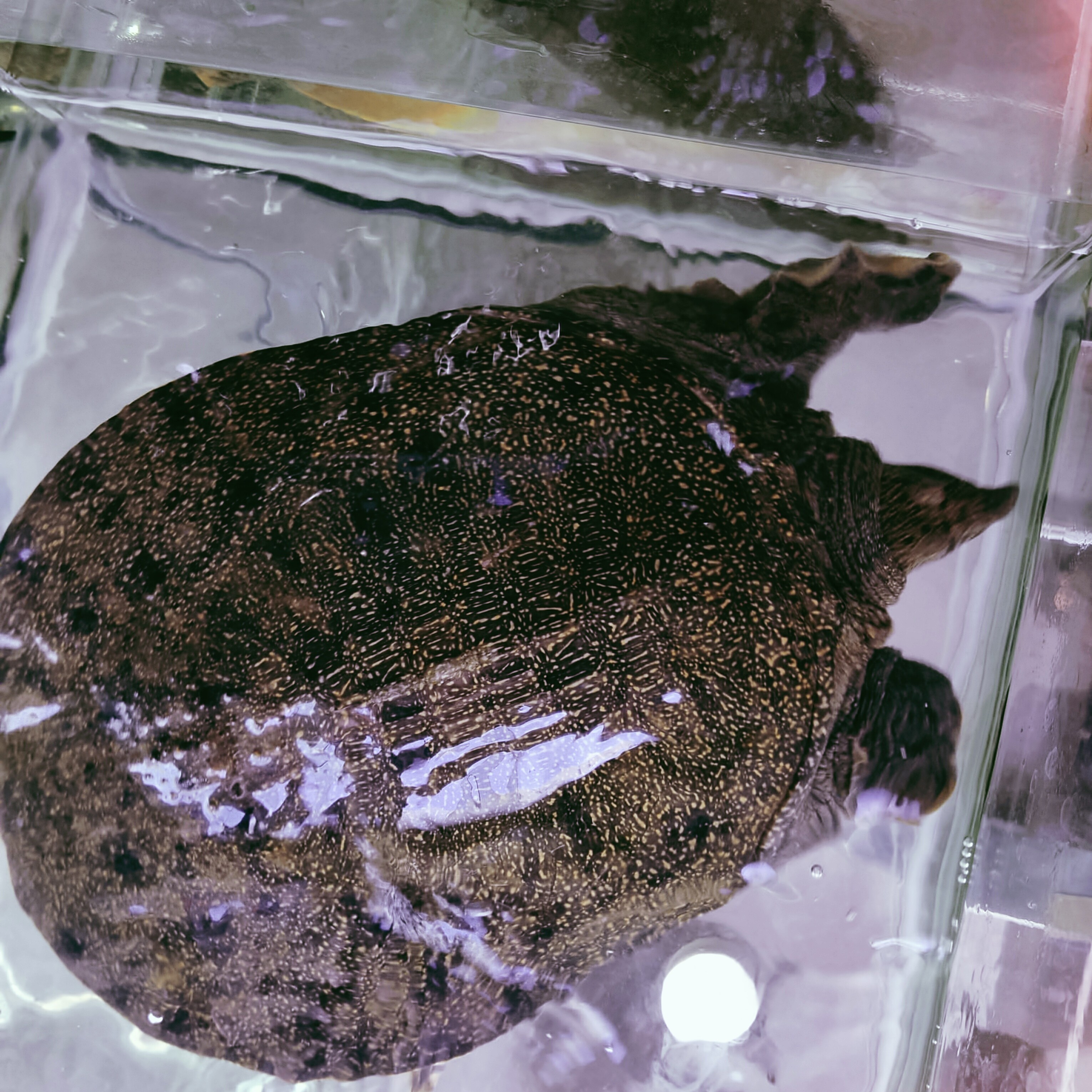 荷花塘   微瑕甲鱼  【直播间一物一拍】