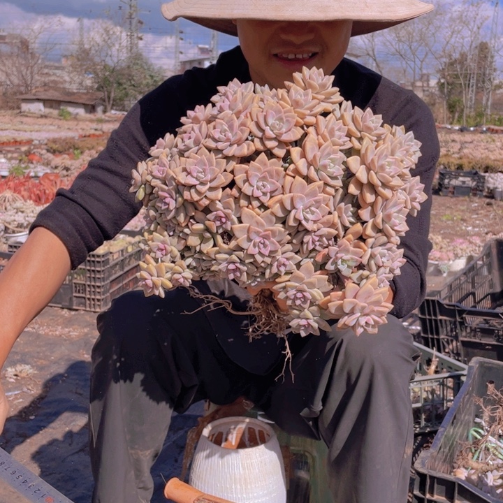 181淡雪缀化一物一拍