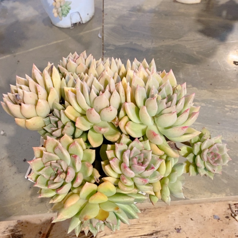 【闪购商品】璀璨19104