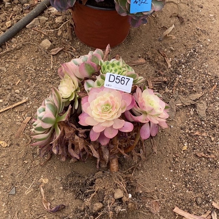 567半躺荔枝多肉植物法师