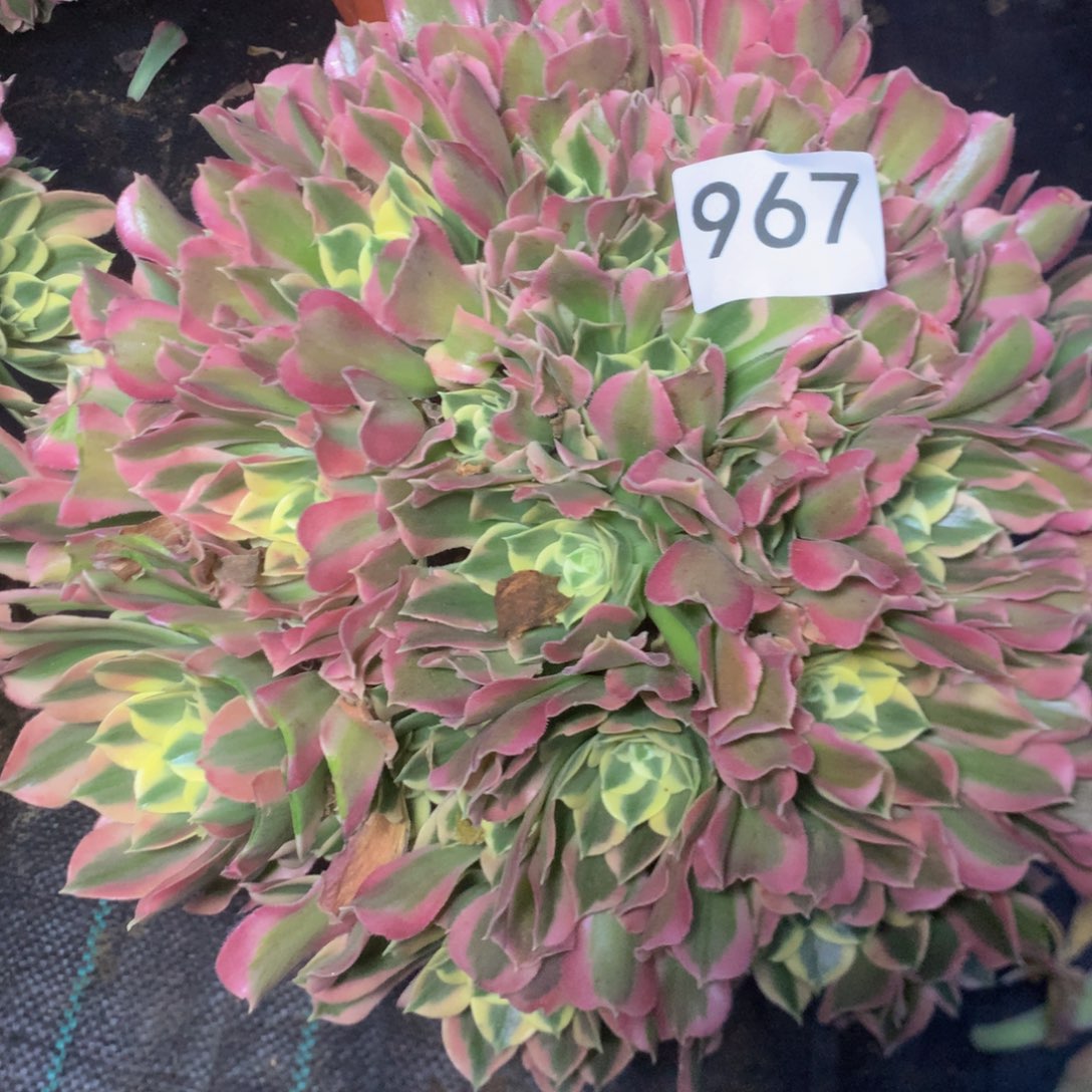 967白凤多肉植物