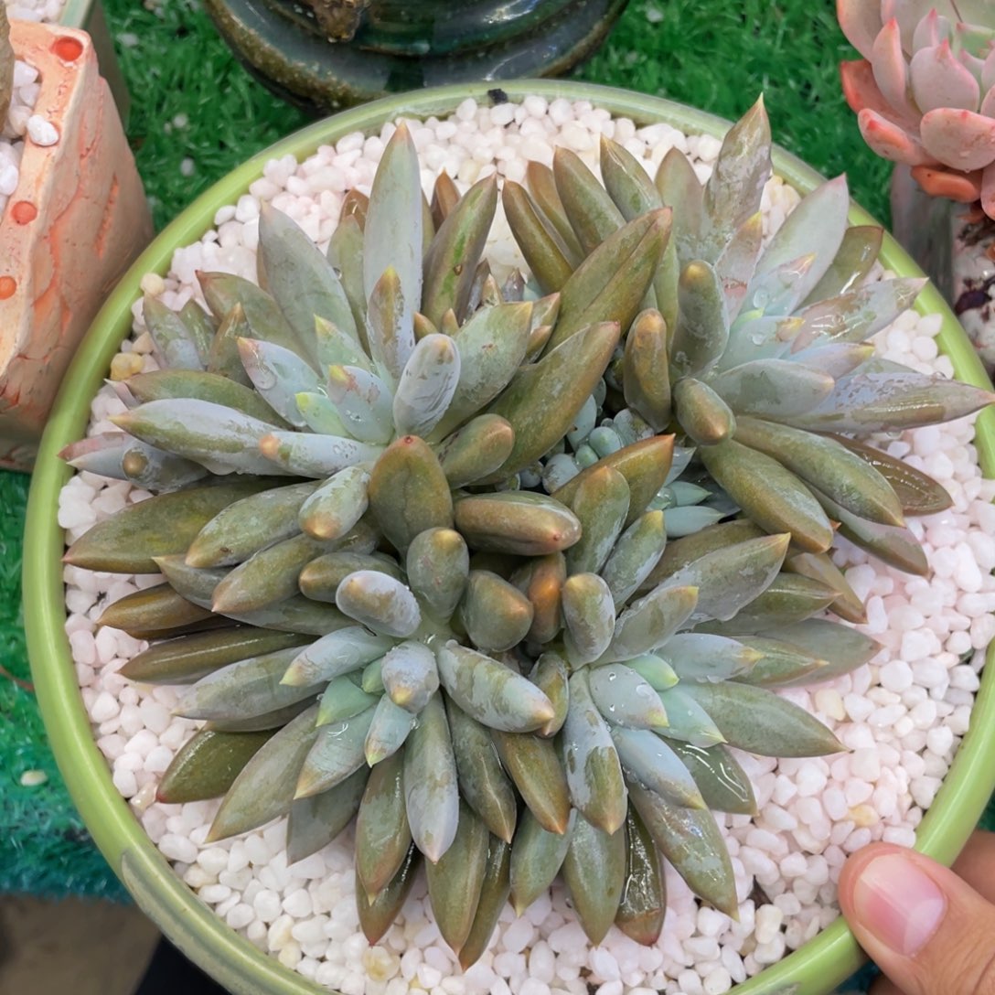 S***生多肉植物盆栽多肉植物