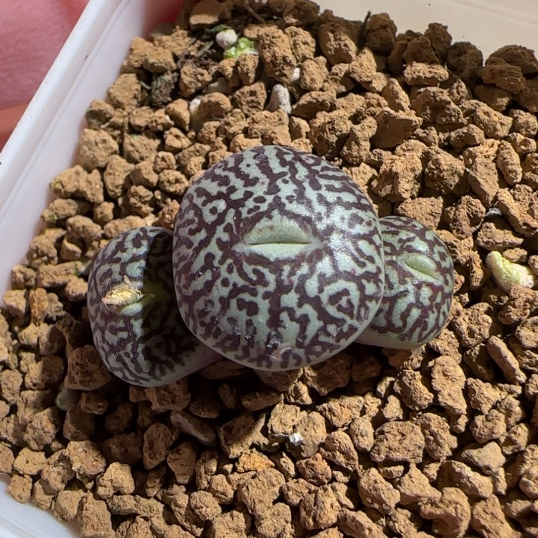 肉锥多肉植物组合-墨1406