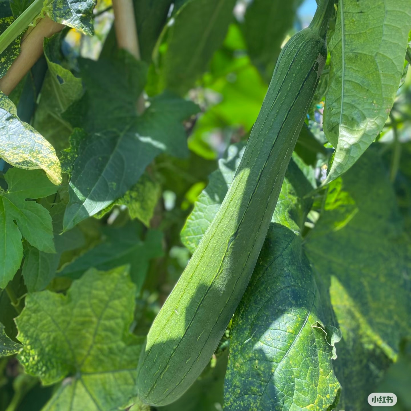 现摘新鲜丝瓜湖南农家露天自种蔬菜红薯叶视频