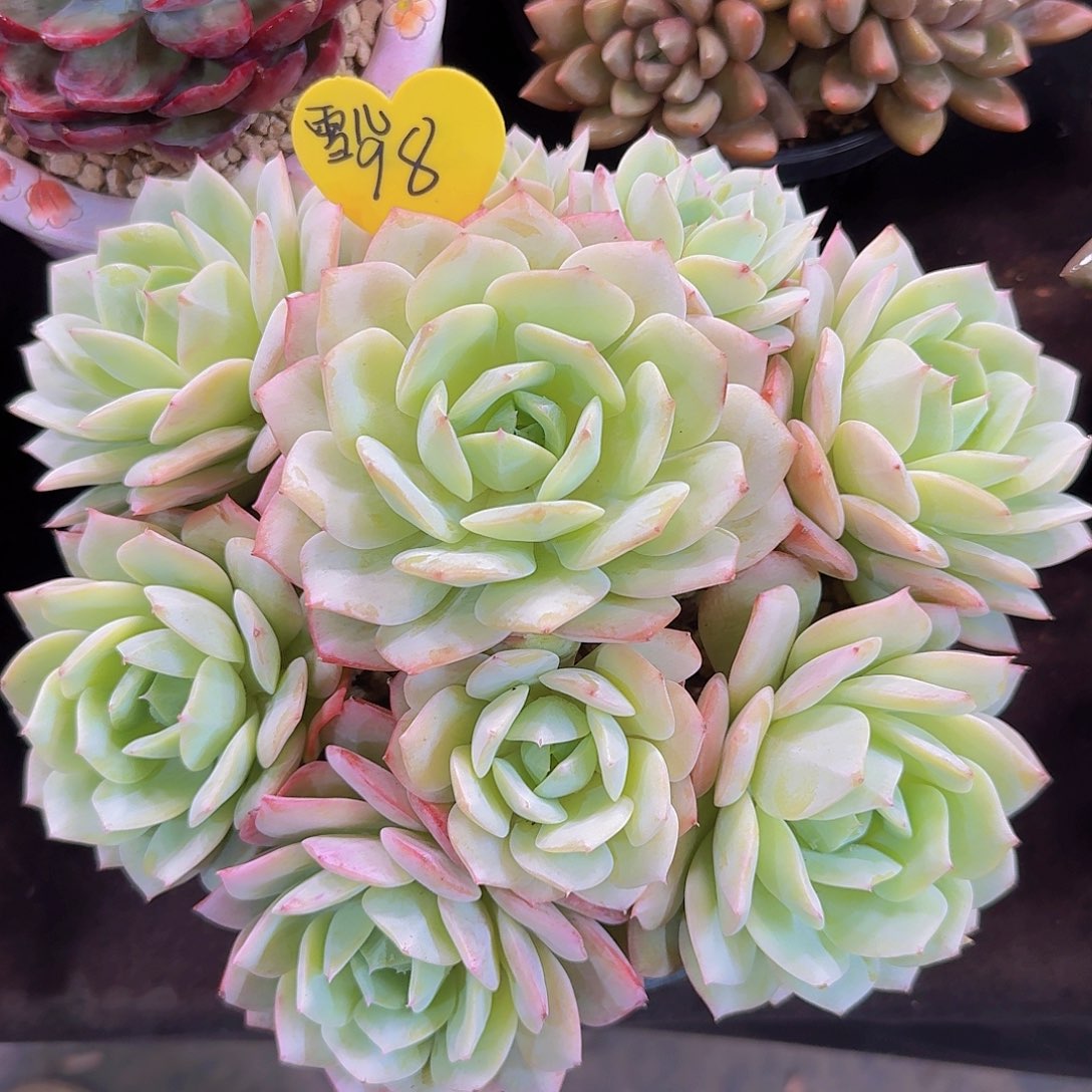 恋曲多肉一物一拍