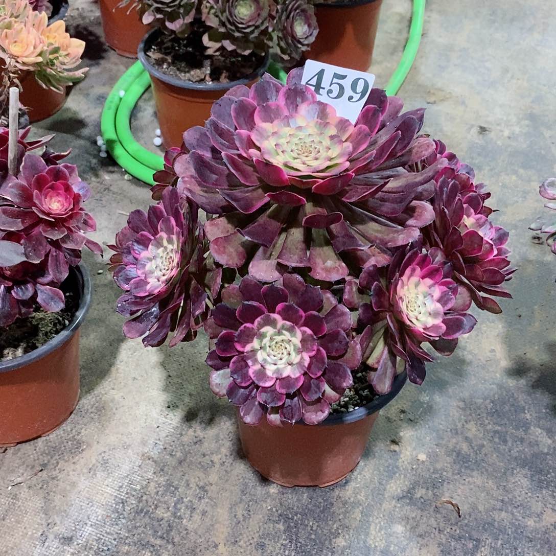 黑金刚459多肉法师