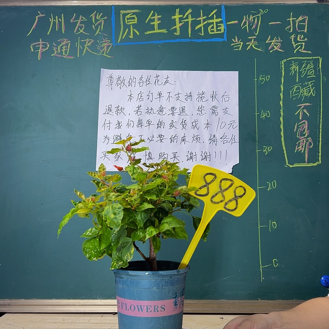 当前无花栽培后可以开花  粗杆 香港丽人 888