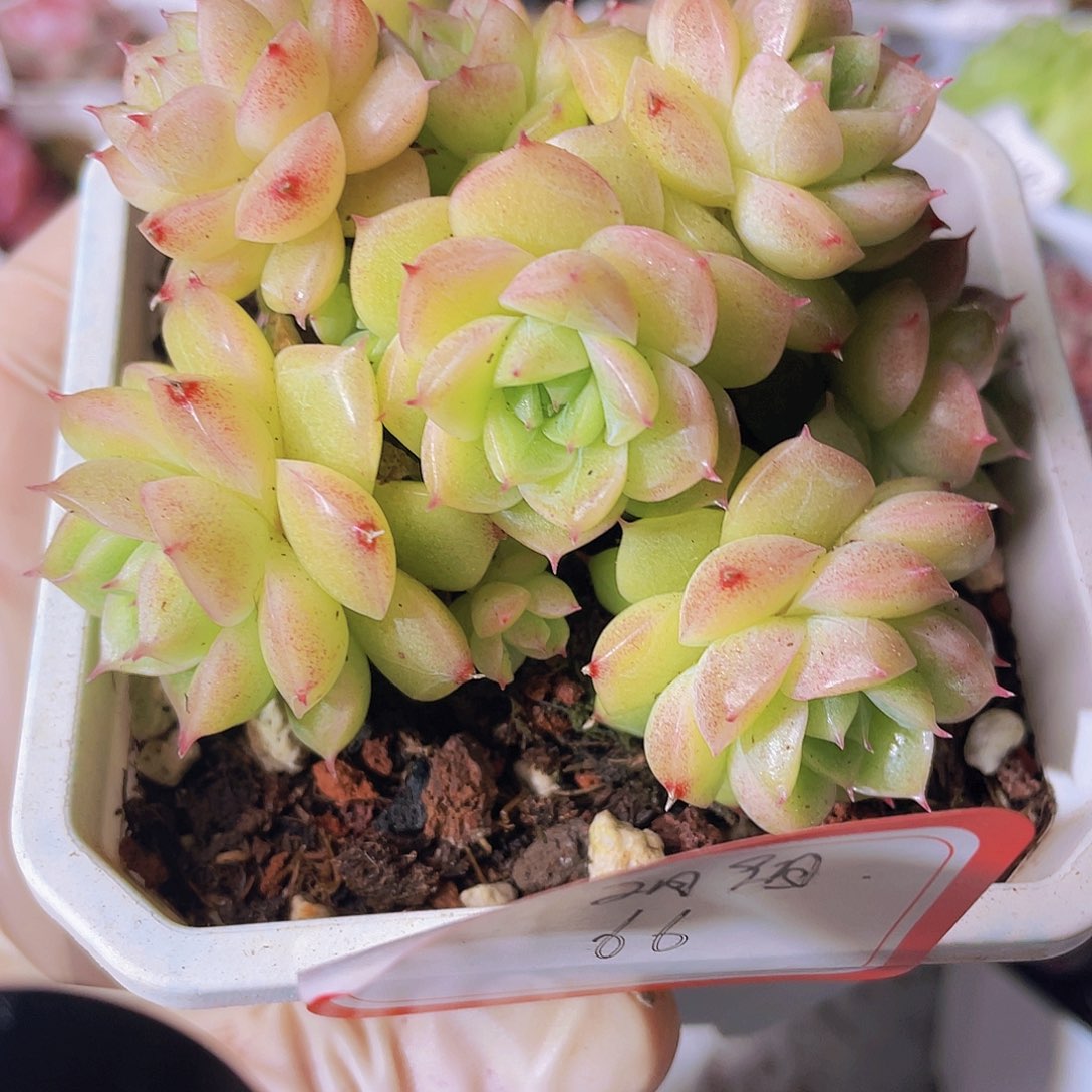 大***可0000000000000000066一物一拍