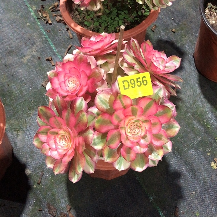 缘***荔枝多肉956000000000