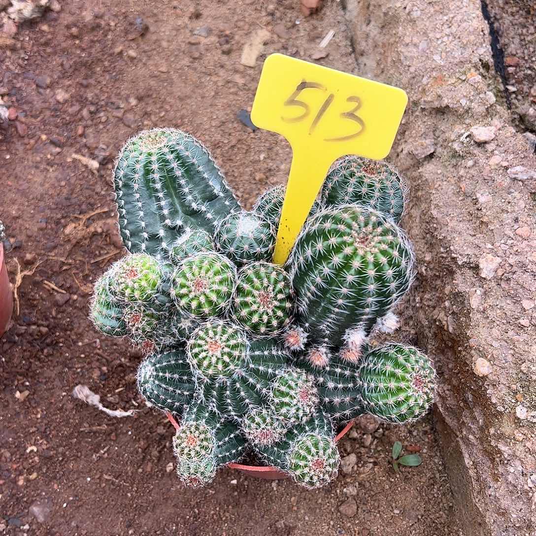 金刚513，偏远不包邮