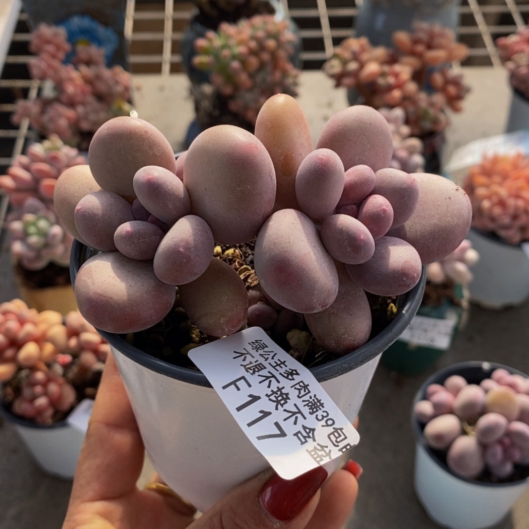 蛋黄奶酪117/8c m