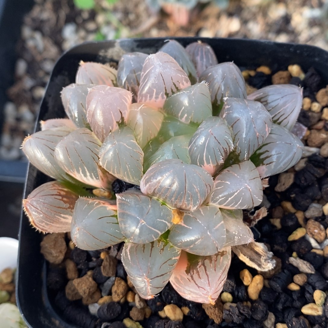 一颗实生玉露锦。开播福利