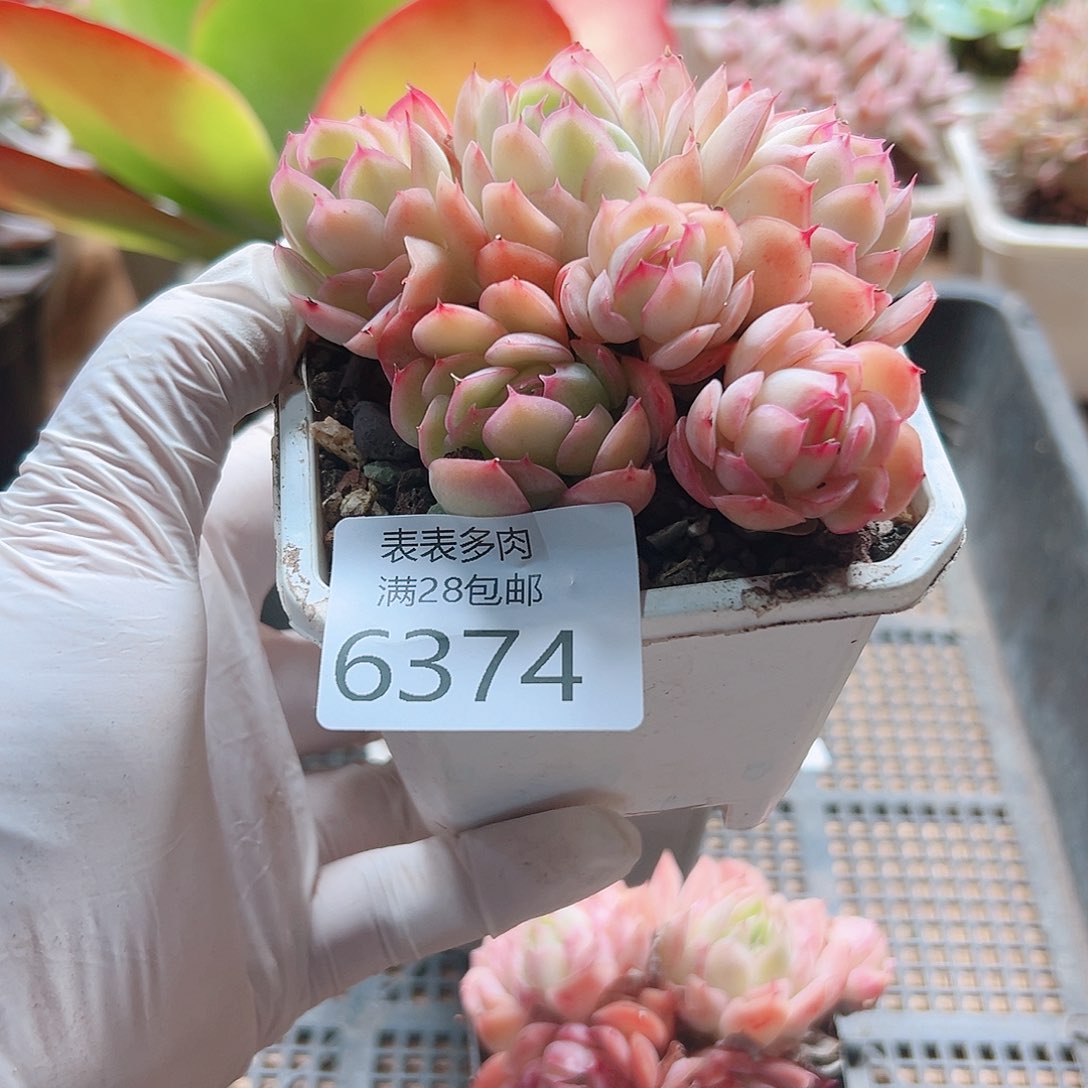 1*翁多肉一物一拍6374