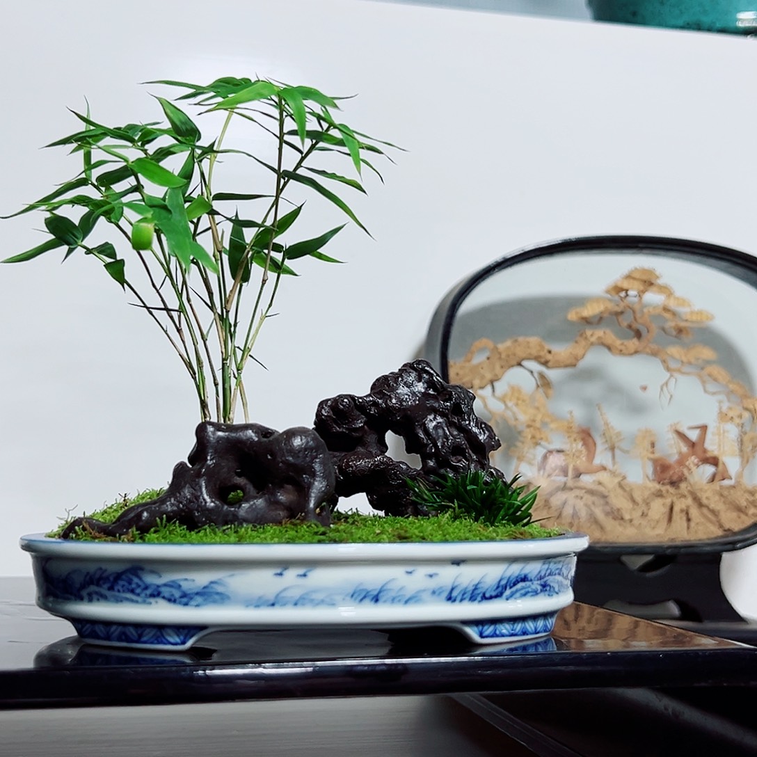 务***本无花朵盆景，凤尾竹，太湖石