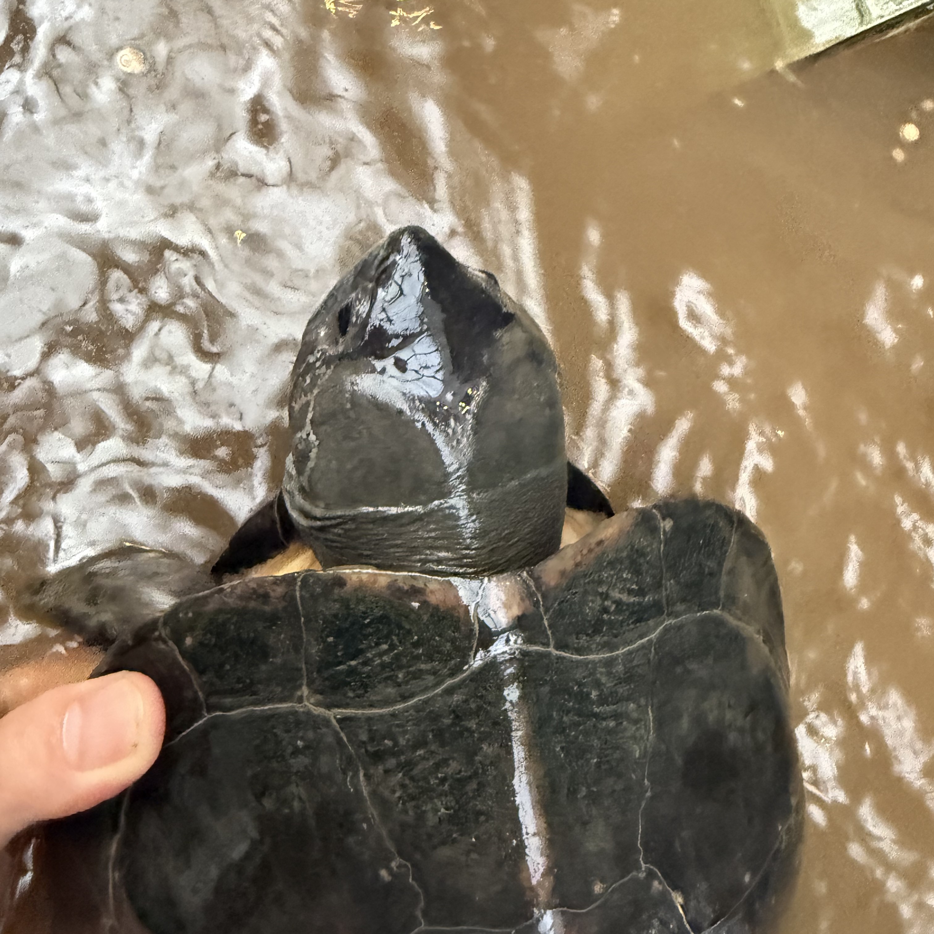 广西大塘大头黑颈稳产货大母，整个东方国没几个，头型眼神霸气十足