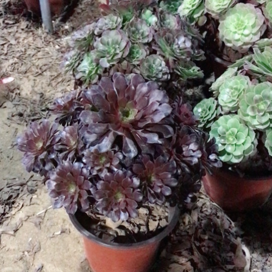 黑铜法师多肉植物11
