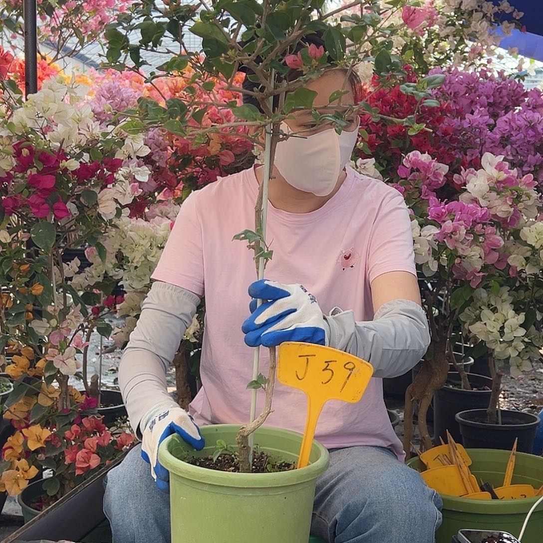 一***喵大部分花苞少量开放J59米罗