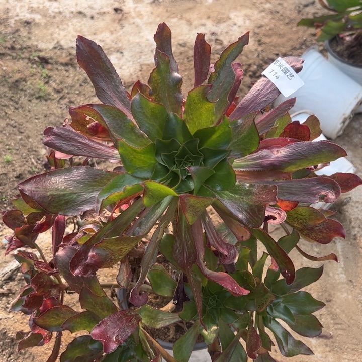 魅影七彩大手捧多肉植物114