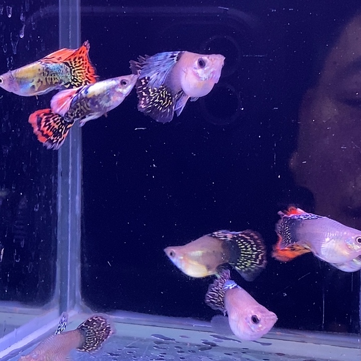 孔雀鱼龙球4对包邮