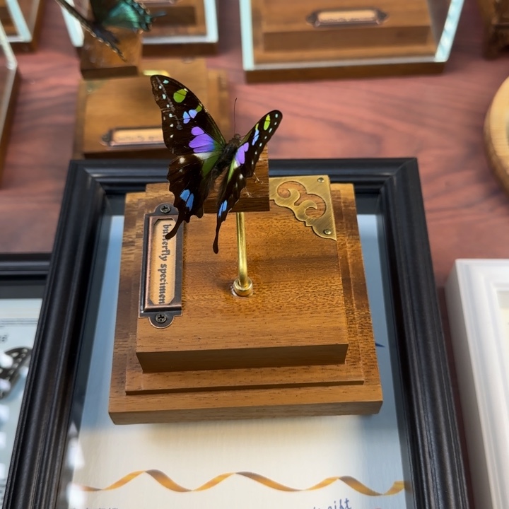 有机玻璃蝴蝶标本蝴蝶标本玫瑰青