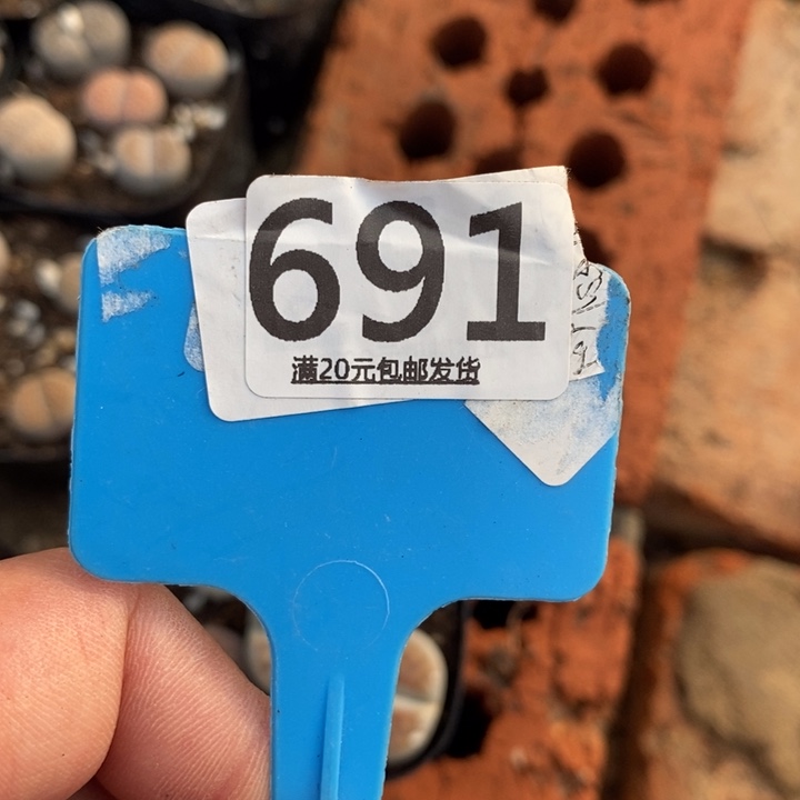 ****️生石花等植物的生长691