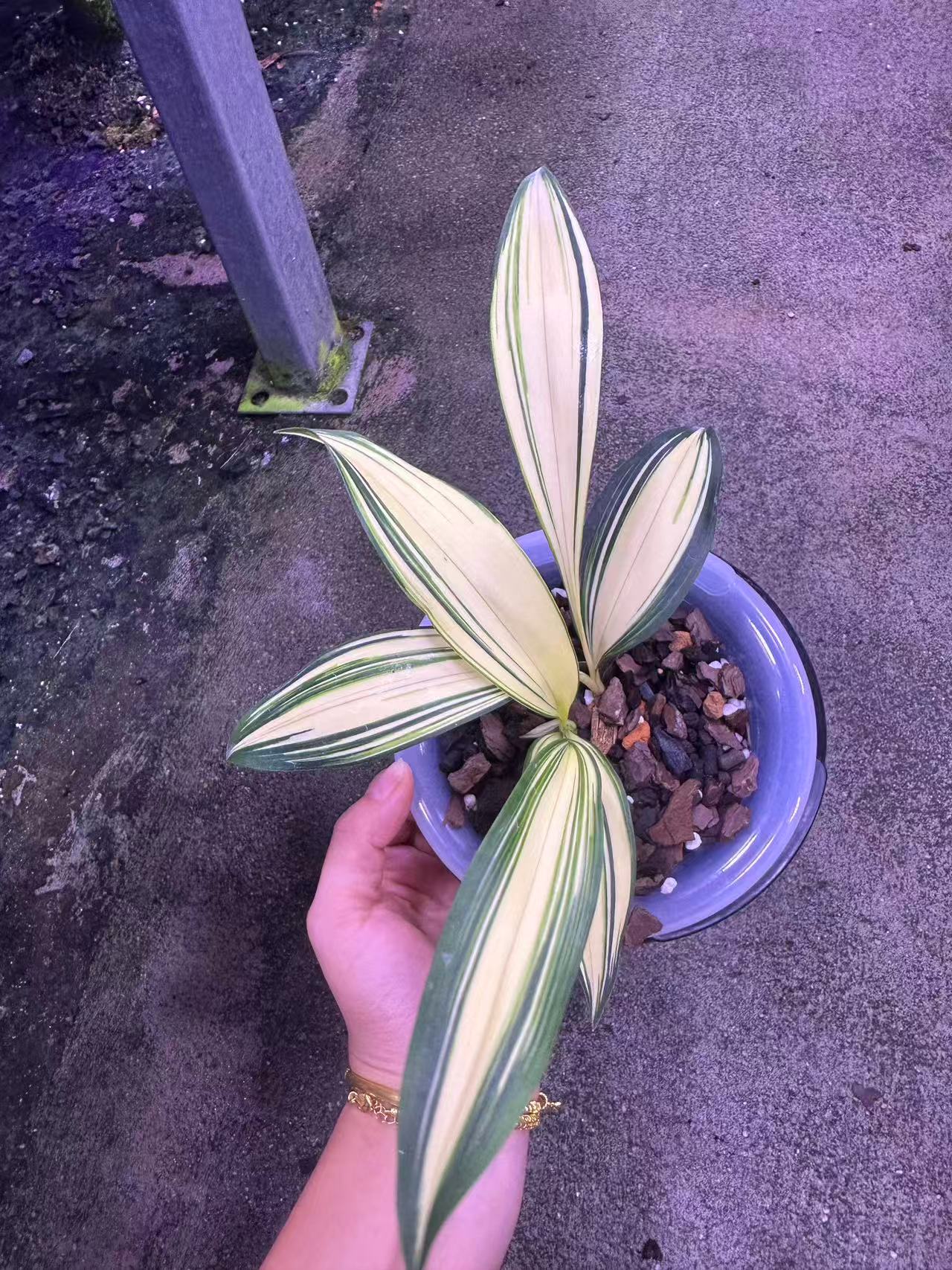 蜀韵国兰批发零售基地直发直播间借用链接