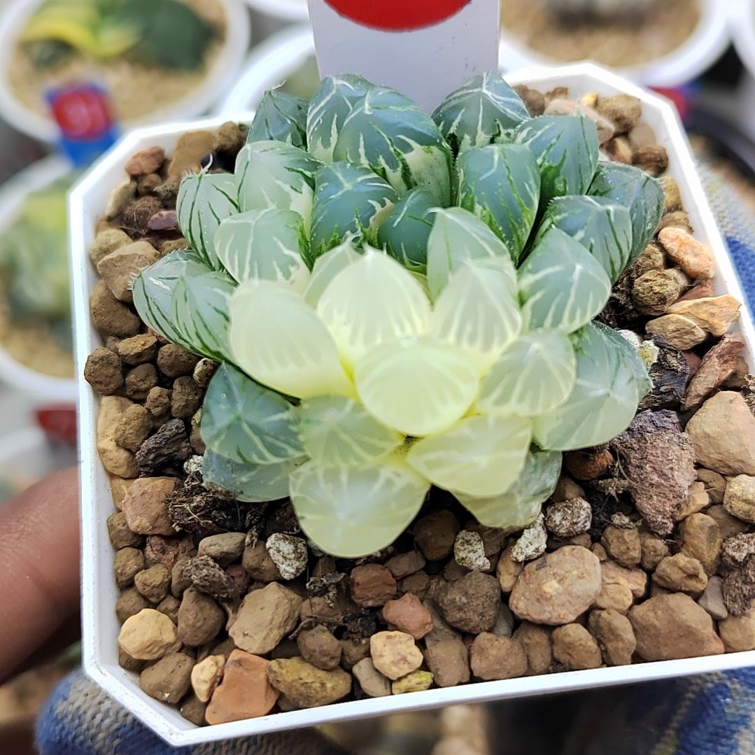 141号大型霓虹灯玉露锦 4.6厘米左右一物一拍带盆满38包