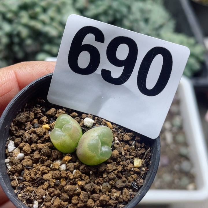 690毛奔双头带盆