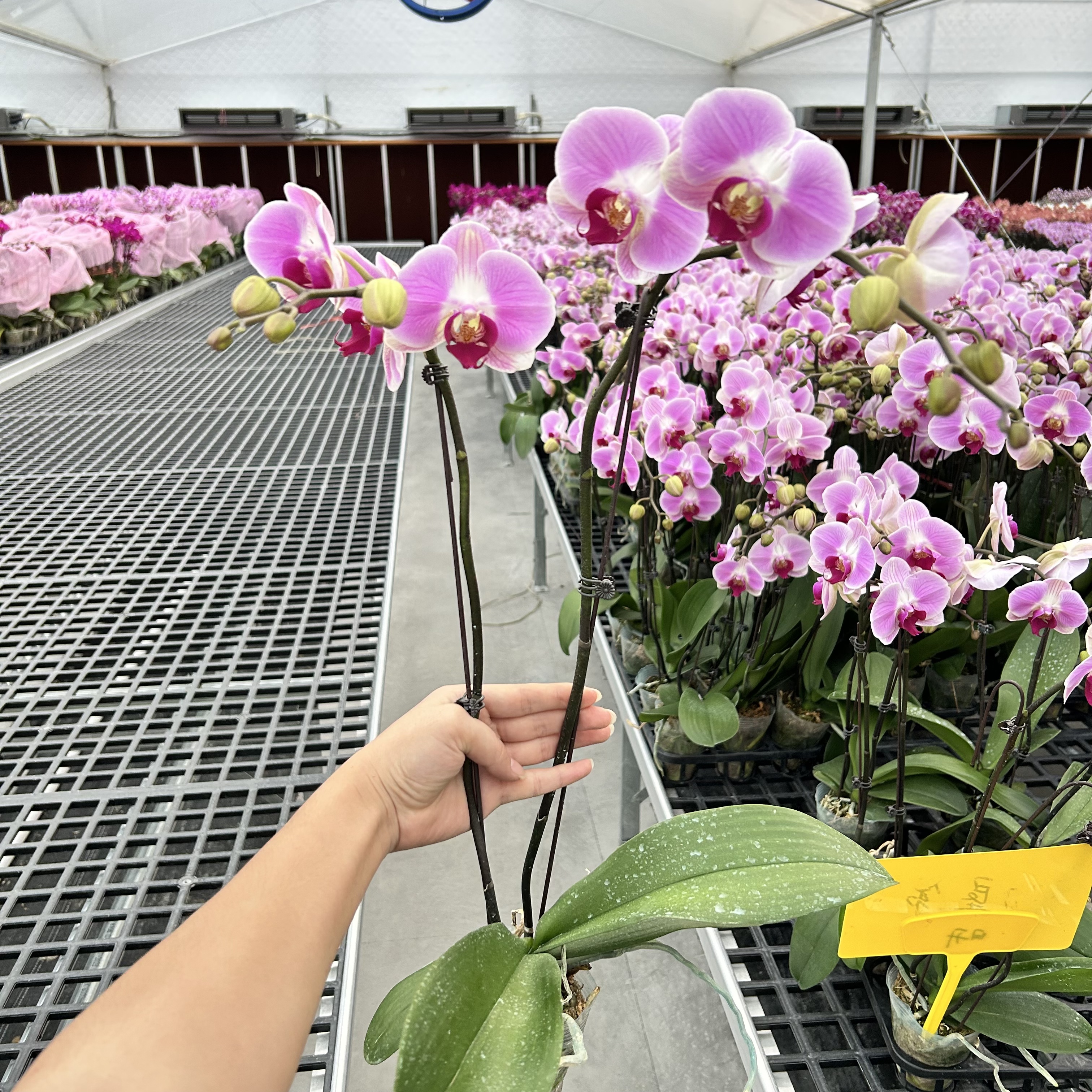 【粉蜜桃-单花剑双花剑混发（微瑕疵）】花心思精品蝴蝶兰 好养耐养 