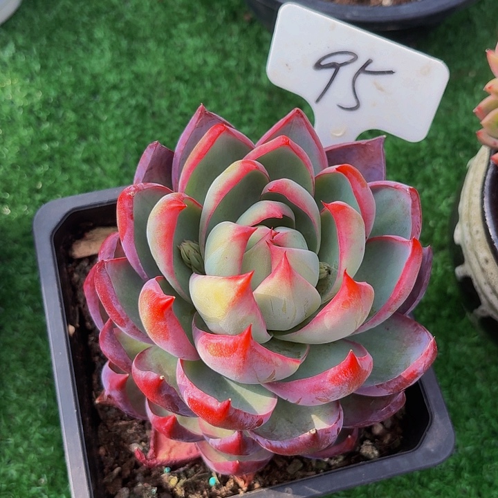 丽娟花卉惊鸿单头