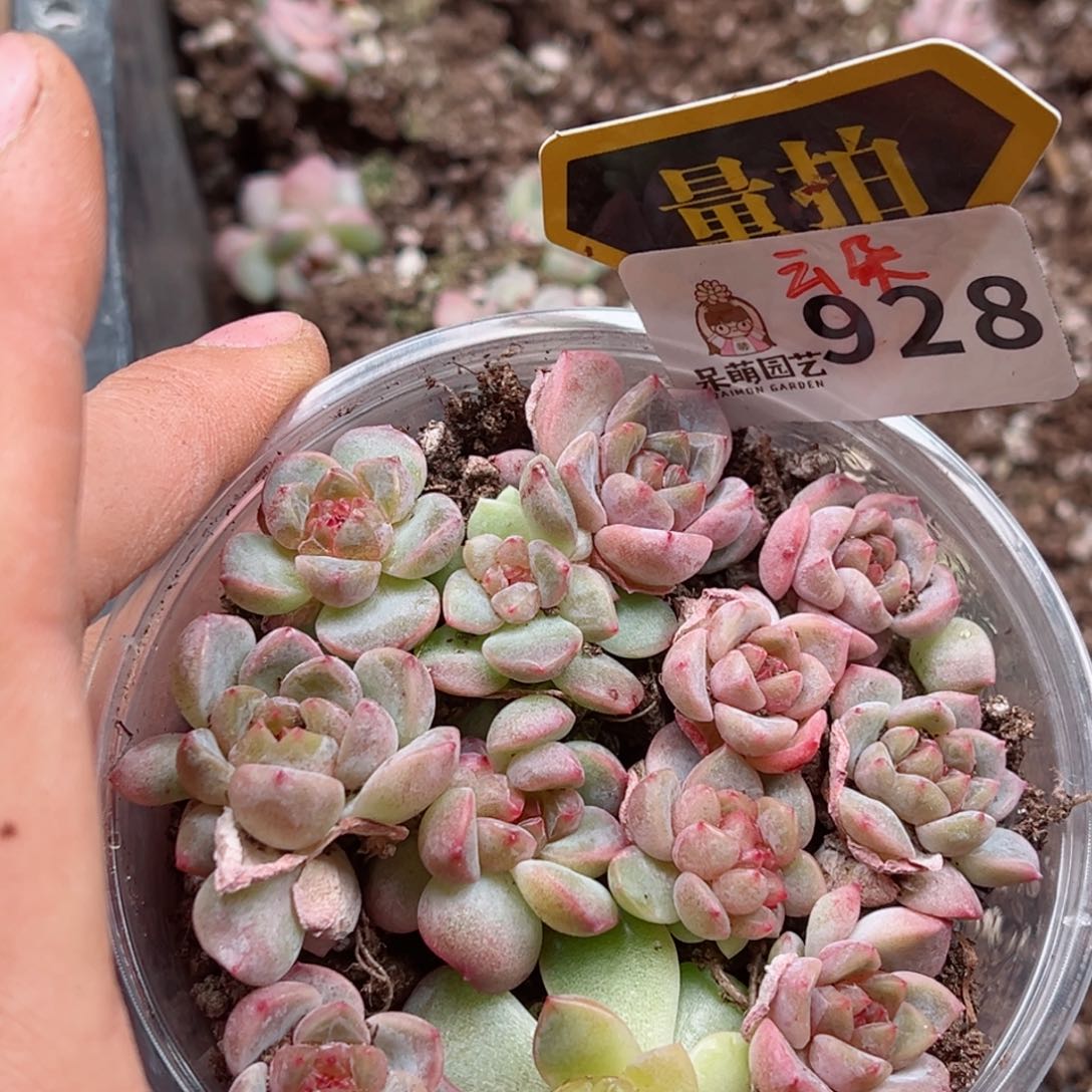 多肉植物多肉植物