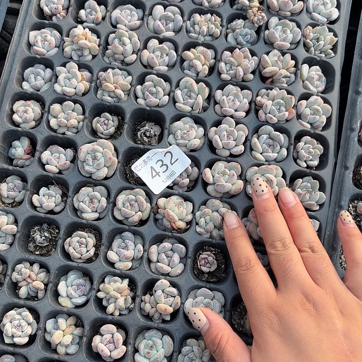 432 号到20颗小星影