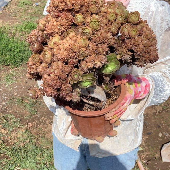 楠*206万圣节朵朵干伤