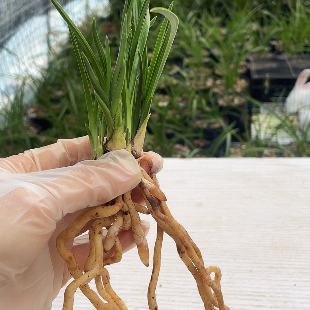 青***伟完全开放兰花兰花