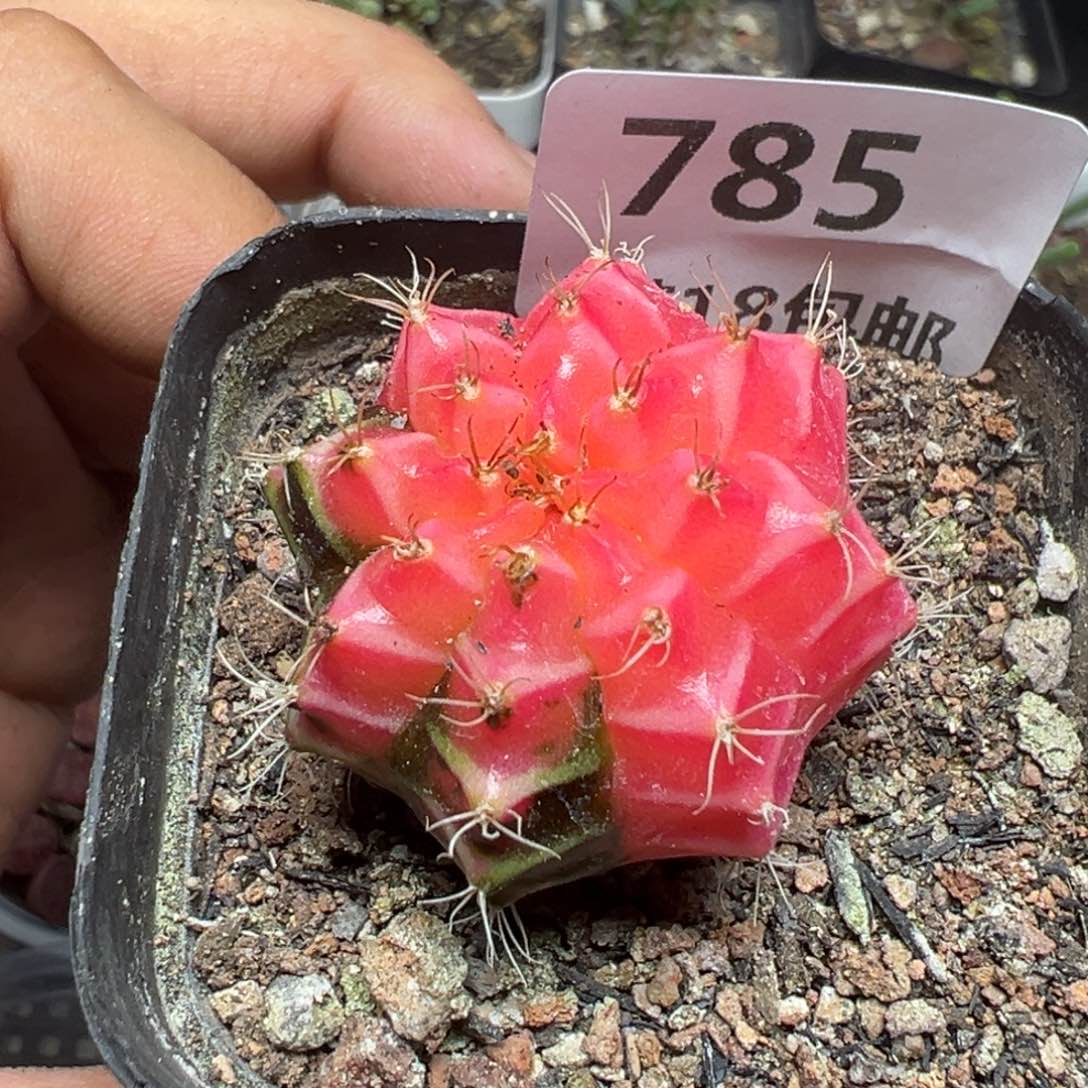 【闪购商品】 785。     