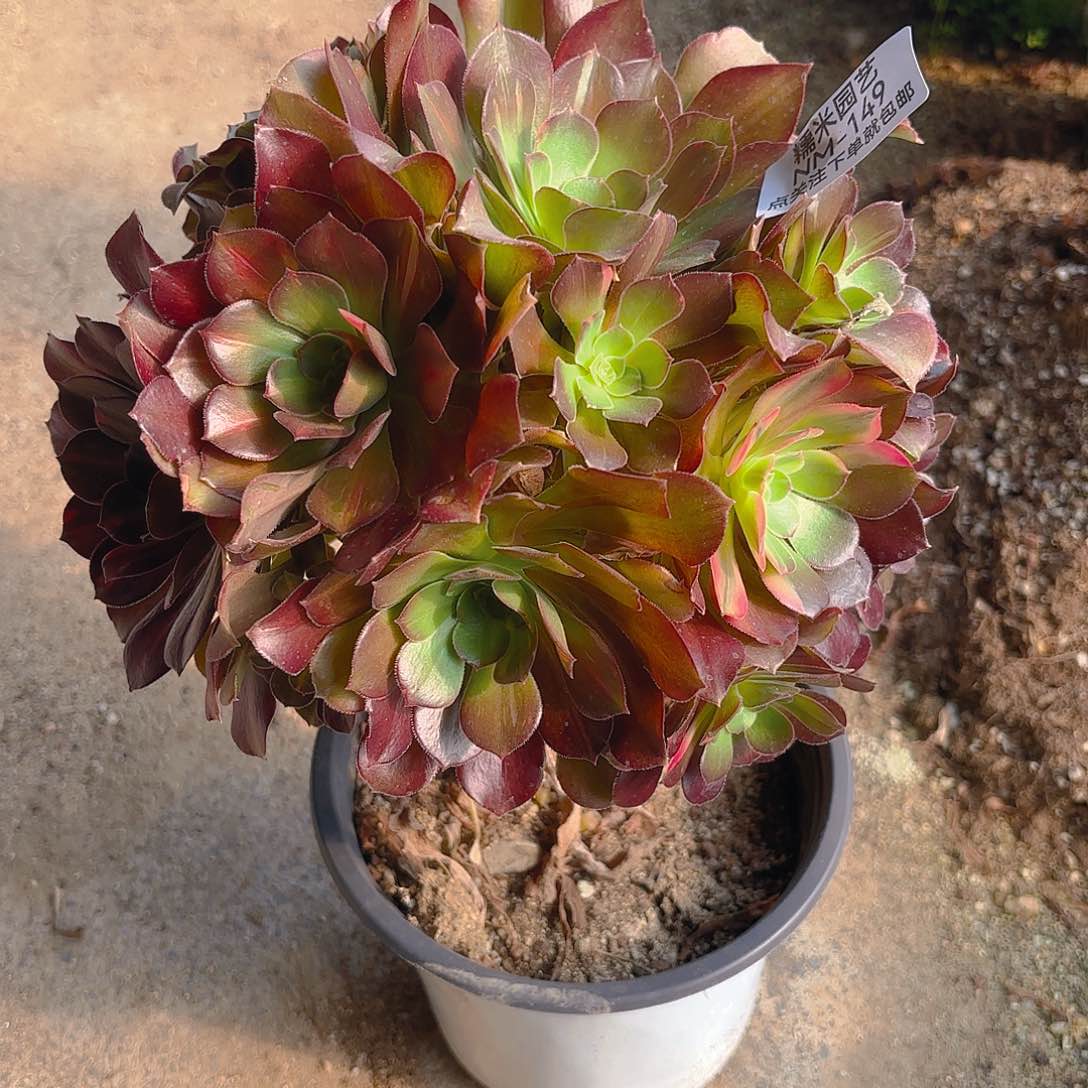 绍七彩多肉植物149