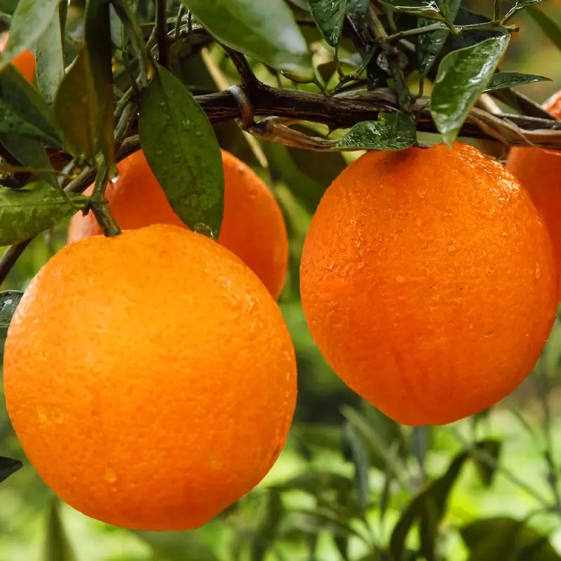 湖北纽荷尔脐橙 鲜甜多汁新鲜应季水果产地直发（4.5-9斤）